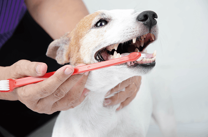 犬の歯科治療のイメージ